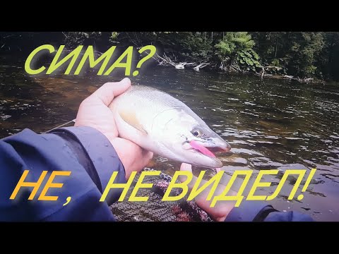 Видео: Ловля симы в бесклевье!
