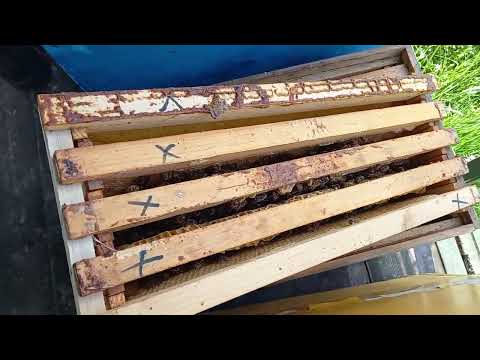 Видео: Сафари да и только часть 3