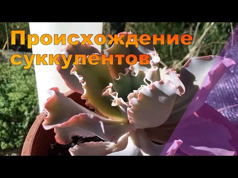 Видео: откуда взялись СУККУЛЕНТЫ? краткая история их происхождения.