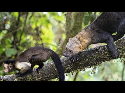 Видео: Тайра – огромная и прожорливая куница! Нападает на обезьян и разоряет ульи!