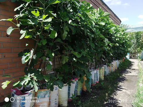 Видео: Саженцы инжира в контейнерах 30 л. Сезон 2020/1 (Fig seedlings in 30 l containers. Season 2020/1)