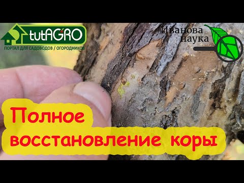 Видео: ЛЕЧЕНИЕ ДЕРЕВА. Отошла кора, трещины, чернота? Это средство обязательно поможет!