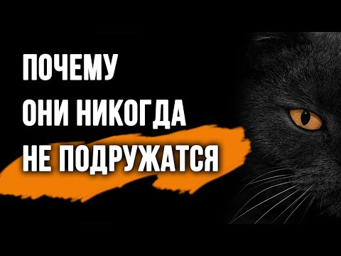 Видео: Чем отличается дружба кошек на улице и в квартире