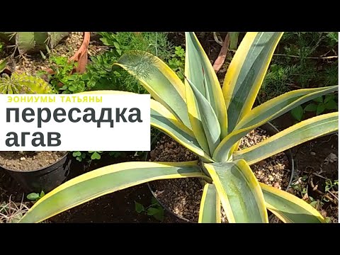 Видео: Пересадка агав
