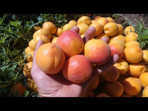 Видео: Новинка! Абрикос Мемфіс!  Apricot Memfis. Гарний, урожайний сорт з добрим смаком