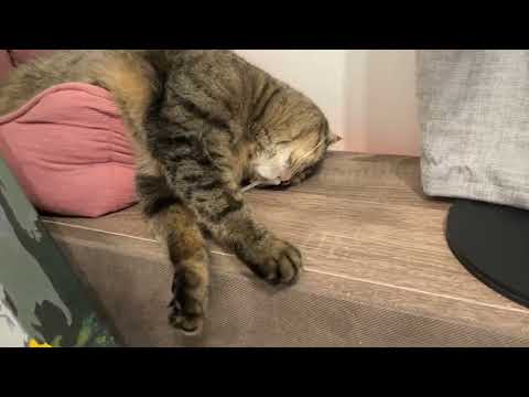 Видео: Беременная Мишель нашла себе укромный уголок )