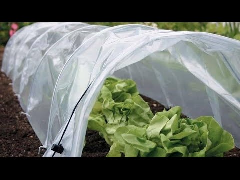 Видео: Какие овощи переносят холод, а какие нуждаются в защите?