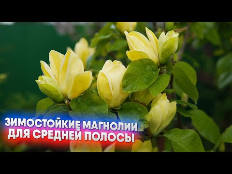 Видео: Зимостойкие магнолии для средней полосы