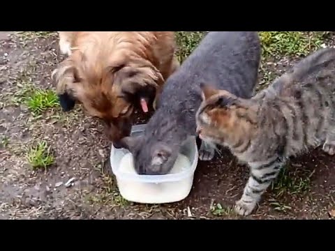 Видео: Кормлю дворовых хвостиков (когда нет мяса и корма) / Кот на горке 🙈/ Дивный орех 🌰 / Краски осени🍁 