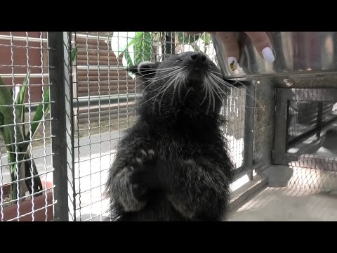 Видео: Бинтуронги. Бини просится на ручки) Бинта позирует) Binturongs. Beanie asks for pens) Binta posing)