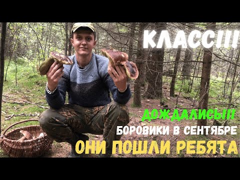 Видео: ВОТ ОНО СЧАСТЬЕ!!!! Пошли грибы массово! Сбор грибов 2021! Боровики 2021! По грибы 2021