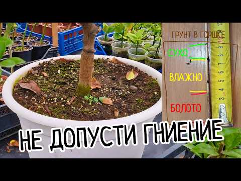 Видео: Полив лимонов. КАК ПОЛИВАТЬ цветы в горшках? ПРОСТО И ПОНЯТНО! Правильный полив домашних растений.