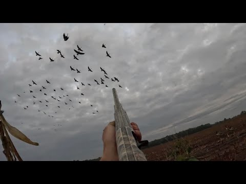 Видео: Огромное охотничье поле и насест взорваны