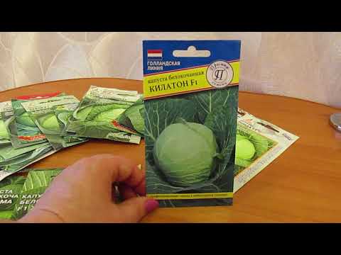 Видео: Капуста савойская и белокочанная.27.11.2018