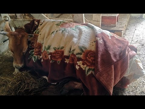 Видео: ЧТО У НАС СЛУЧИЛОСЬ