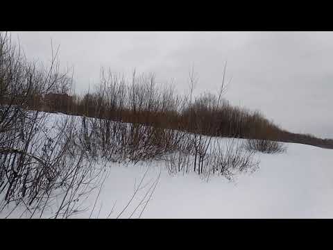 Видео: Медведь-людоед