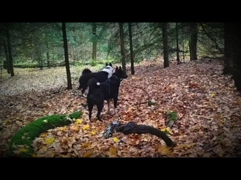 Видео: ШМЕЛЬ и МУХА/ С МОЛОДЫМИ ЛАЙКАМИ В ЛЕСУ/