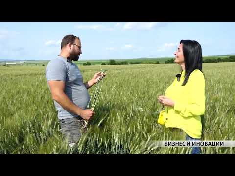 Видео: Фарах и Зетае – твърдите пшеници на Сембодиа-Семена с недостижими резултати и рентабилност