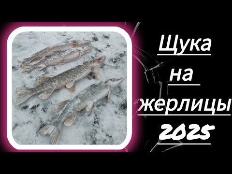Видео: Клёв щуки в глухозимье. Рыбалка на жерлицы в феврале.