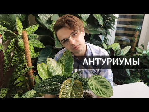 Видео: АНТУРИУМ Все тонкости в уходе//ГРУНТ//ПОЛИВ//ВРЕДИТЕЛИ//ОСВЕЩЕНИЕ//Mars hydro