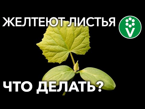 Видео: ЖЕЛТЕЮТ ЛИСТЬЯ ОГУРЦОВ? 8 причин и важные шаги по спасению урожая