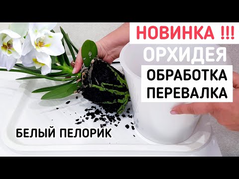 Видео: БЕЛАЯ ОРХИДЕЯ пелор в ЭКСПЕРЕМЕНТАЛЬНОЙ посадке ПЕРЕВАЛКОЙ + обработка орхидеи фаленопсис orchid