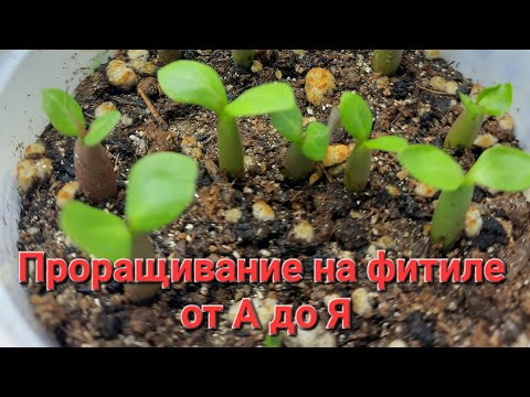 Видео: Проращивание семян адениумов на фитильном поливе.Для начинающих😊. Подробное руководство👩‍🎓.17.11.23