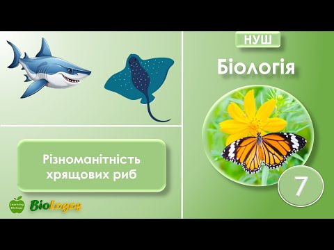 Видео: Різноманітність хрящових риб