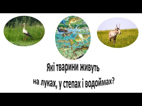 Видео: Урок 74 - 75.  Які тварини живуть на луках, у степах і водоймах? Я досліджую світ 3 клас