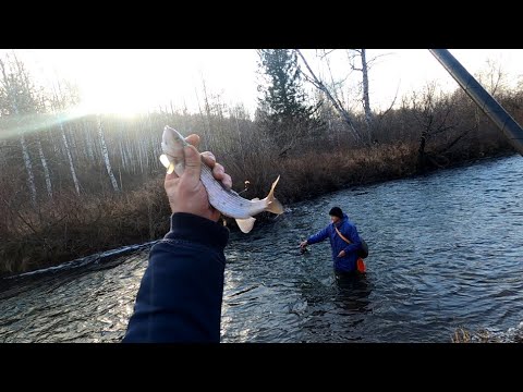 Видео: Рыбалка на Хариуса/Ноябрь/Не весь еще скатился ХАРИУС!