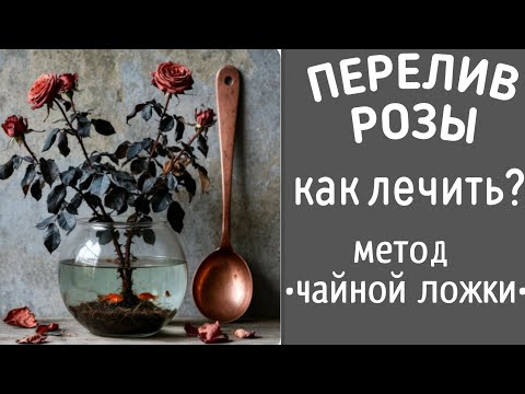 Видео: ПЕРЕЛИВ РОЗЫ. СТРАШНЕЕ КЛЕЩА. ЛЕЧИМ ДОЛГО И ТЕРПЕЛИВО. #вилата #розыдомашние #мучнистая #клещи