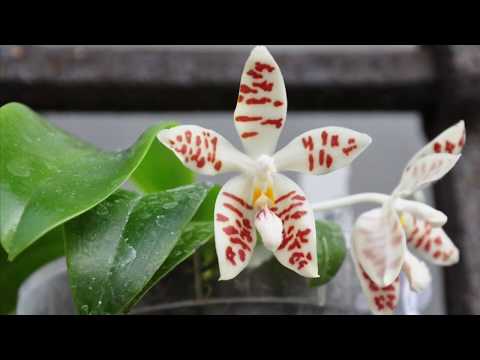 Видео: Посылка с новыми орхидеями с выставки в Калифорнии. Порция дозы дожить до весны-)😁😁😁