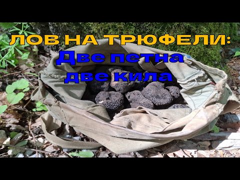 Видео: ЛОВ НА ТРЮФЕЛИ: Две петна две кила