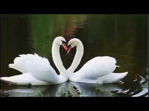 Видео: Солтан Байкулов «Сени ючюн»