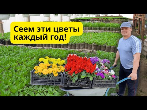 Видео: Эти однолетние цветы мы сеем каждый год и не собираемся отказываться!
