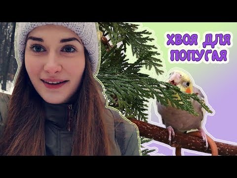 Видео: Поход в лес за веточным кормом. Можно ли попугаю хвою?🌲