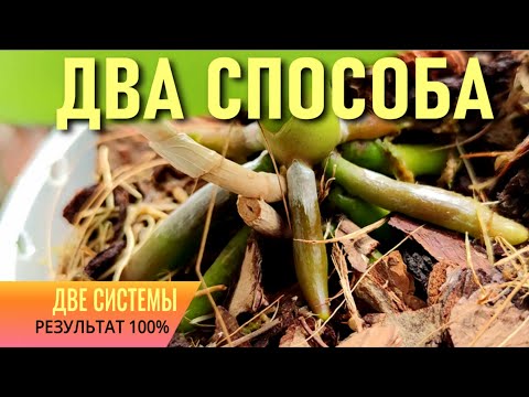 Видео: ДВА СПОСОБА ДЛЯ ОРХИДЕИ -  ЛУЧШИЙ РЕЗУЛЬТАТ!!! ТРИ МОИХ СПОСОБА ИСПОЛЬЗОВАНИЯ ПЛАСТИКОВОЙ БУТЫЛКИ!!!