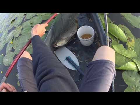 Видео: Боковий кивок короп нарізка2