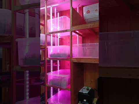 Видео: 🌸Идеальные условия для укоренения черенка на стеллаже🌸