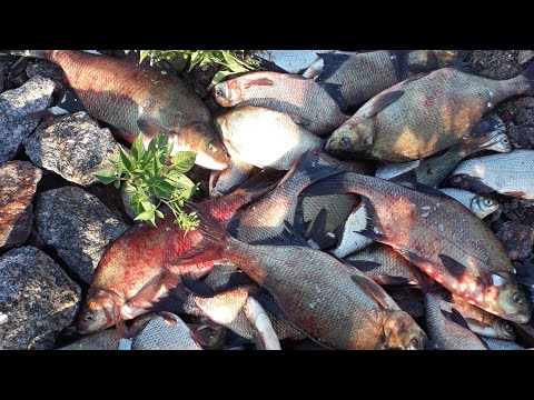 Видео: Рыбалка на Финском Заливе/Ночная ловля леща