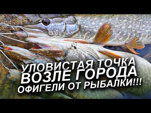 Видео: ЩУКА ОСЕНЬЮ НА СПИННИНГ! ЭТО РАЕЛЬНО РАБОЧИЙ ВОБЛЕР НА ЩУКУ ОСЕНЬЮ! РЫБАЛКА НА СПИННИНГ 2025