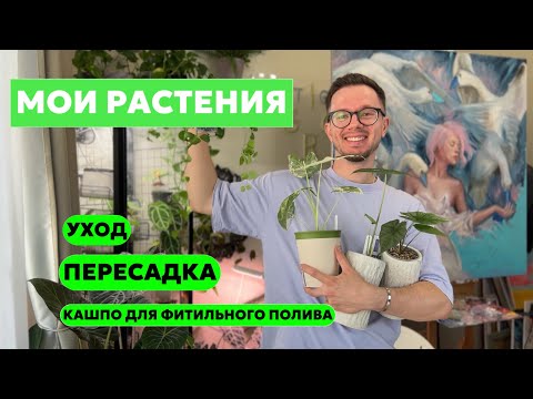 Видео: МОИ РАСТЕНИЯ | Уход и пересадка