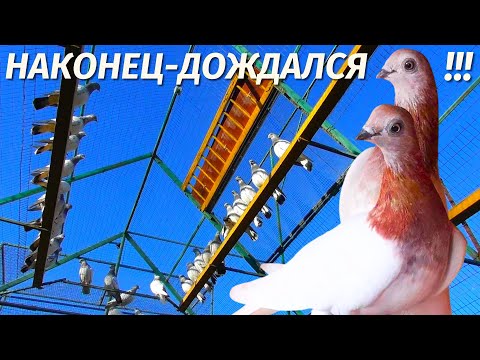 Видео: Новый Этап - Последние деньки подготовки✅ Молодые Голуби 2025😍
