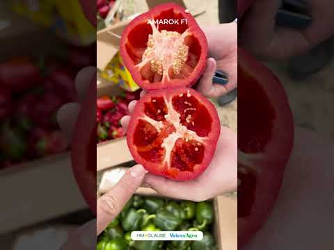 Видео: Сирдарё вилояти, Синдиробод туманида етиштирилган AMAROK F1 дурагайининг натижалари