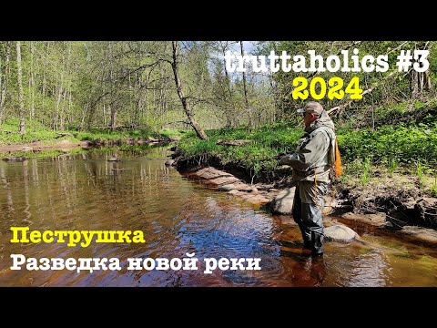Видео: Ручьевая форель, она же пеструшка, ранней весной после половодья