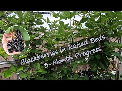 Видео: Ежевика Prime-Ark Freedom на высоких грядках