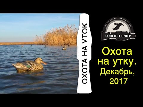 Видео: Охота на утку. Декабрь 2017