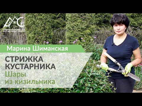 Видео: Стрижка кустарника. Шары из кизильника в саду Марины Шиманской
