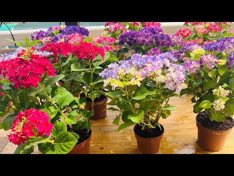 Видео: Какие крупнолистные в теплице ❤️ Отправка с утеплением. Ватсап 89029906677