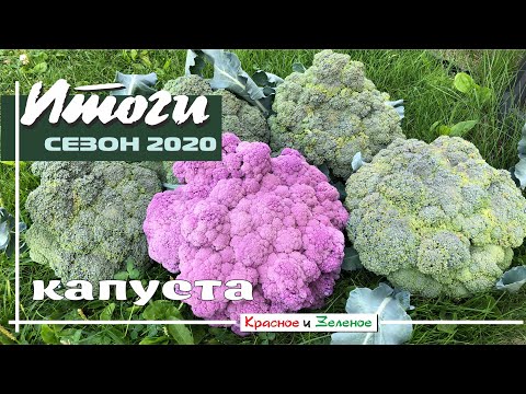 Видео: Капуста  2020. Итоги сезона